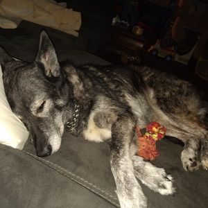 Meet your Posher, Priscilla